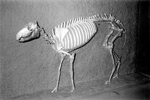 Eohippus skeleton